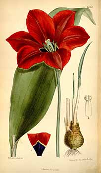 لاله دیدیِر - لاله باغی